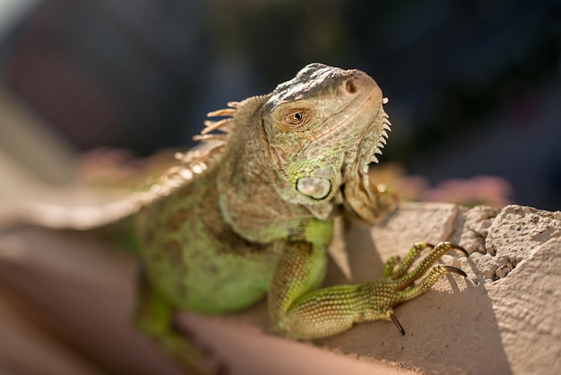 太陽の下でポーズをとってリラックスするイグアナ