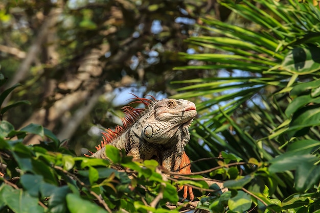 Foto rettile iguana seduto sull'albero.