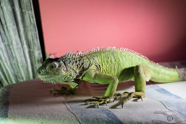 iguana resting on bed