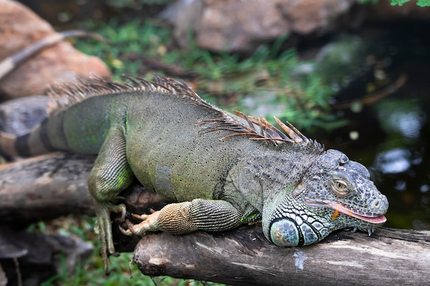 Iguana resting on a tree log