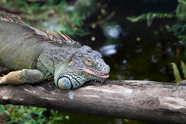 Iguana resting on a tree log