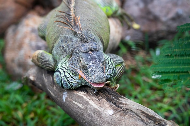 Iguana resting on a tree log