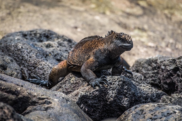 Foto iguana sulla roccia