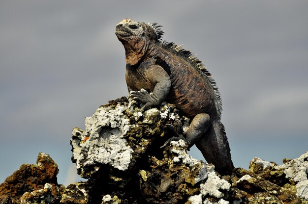 An Iguana on a rock