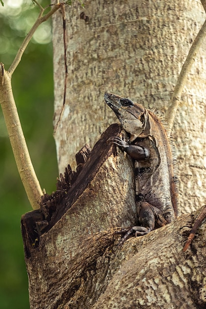 Foto l'iguana si siede su un albero yucatan messico