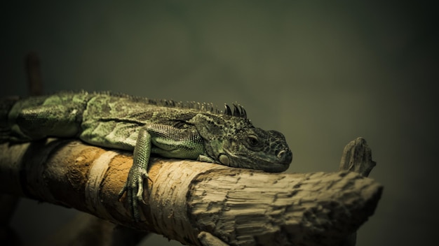 iguana sitting on a branch