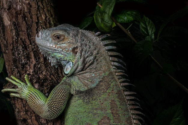 iguana on a tree crawling and posing