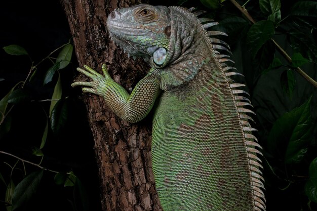 Iguana su un albero che striscia e posa