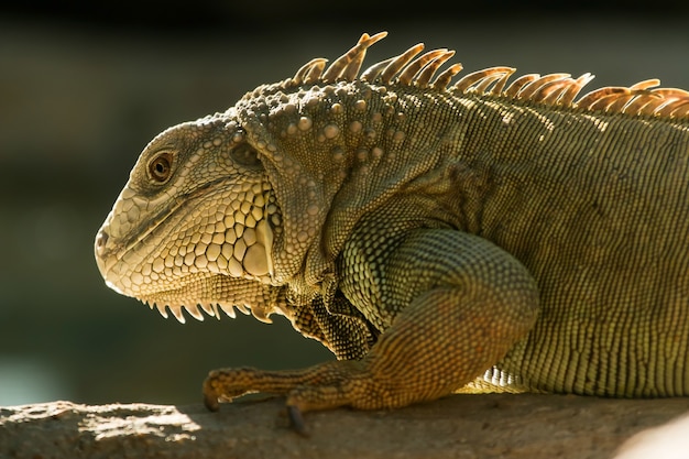 Iguana su un albero nel bosco