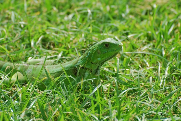 Iguana walking through the thick green grass.