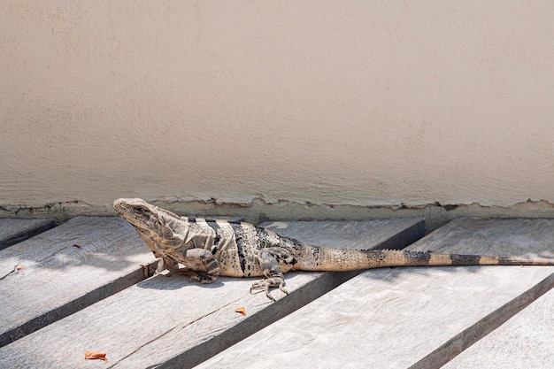 An iguana on a wooden floor in mexico