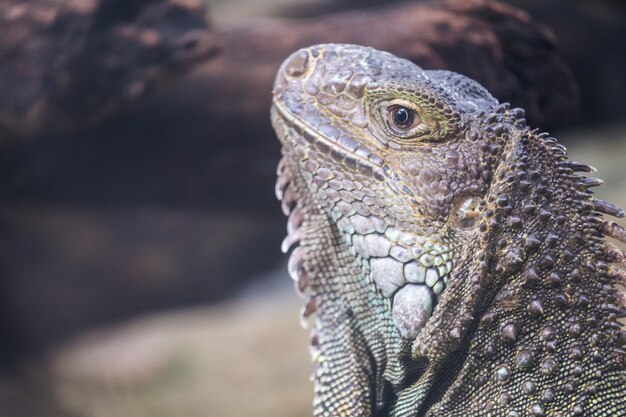 An iguana