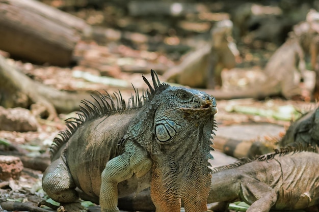 Iguanarium in Mexico