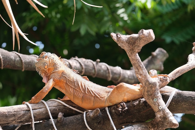 Iguanas are genera of lizards that live in the tropics of Central America, South America, and the Caribbean islands. Red Iguana, blurr background