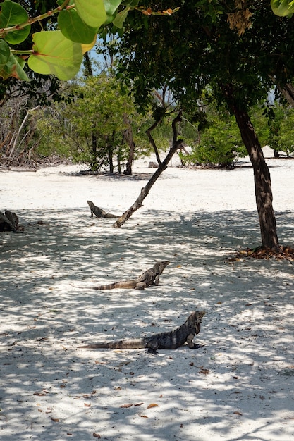 Iguane, lucertole sulla sabbia, isola di cayo blanco a cuba