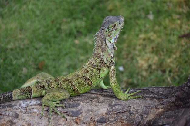 セミナリオ公園のイグアナイグアナ公園とメトロポリタン大聖堂グアヤキル