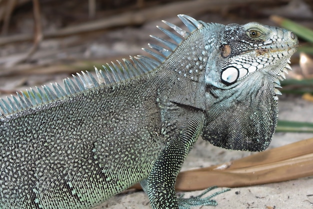 Iguane lizard portrait macro, close-up