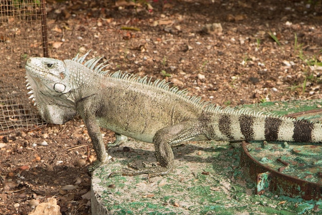 Macro del ritratto della lucertola dell'iguana, primo piano