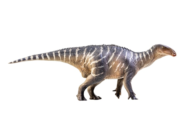 Iguanodon dinosaurus op witte isoleren achtergrond uitknippad