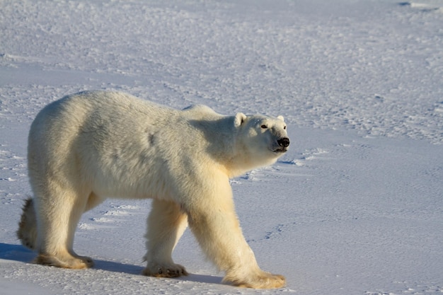 IJsbeer die op een zonnige dag in de sneeuw loopt, in de buurt van Churchill, Manitoba, Canada