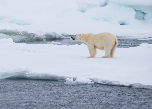 IJsbeer die op het ijs loopt in het noordpoolgebied