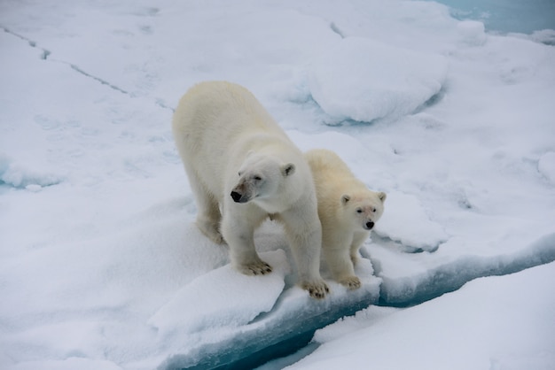 Foto ijsbeer (ursus maritimus) moeder en welp op het pakijs, ten noorden van svalbard arctic norway