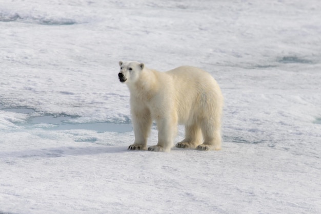 IJsbeer Ursus maritimus op het pakijs ten noorden van Spitsbergen Island Svalbard Noorwegen Scandinavië Europa