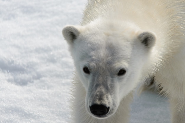 IJsbeer Ursus maritimus op het pakijs ten noorden van Spitsbergen Island Svalbard Noorwegen