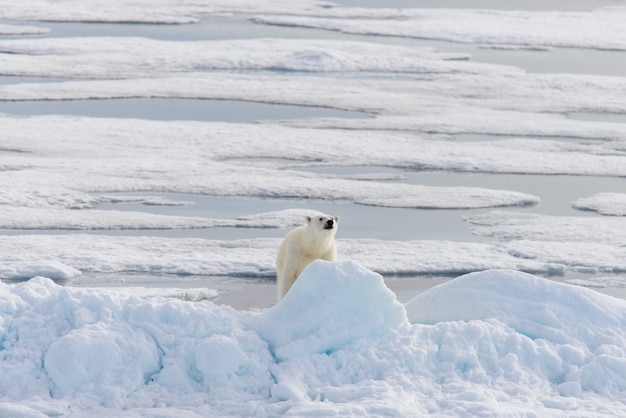 IJsbeer (Ursus maritimus) op het pakijs ten noorden van Spitsbergen, Svalbard, Noorwegen, Scandinavië, Europa