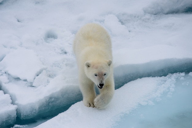 IJsbeer (Ursus maritimus) welp op het pakijs, ten noorden van Svalbard Arctic Norway