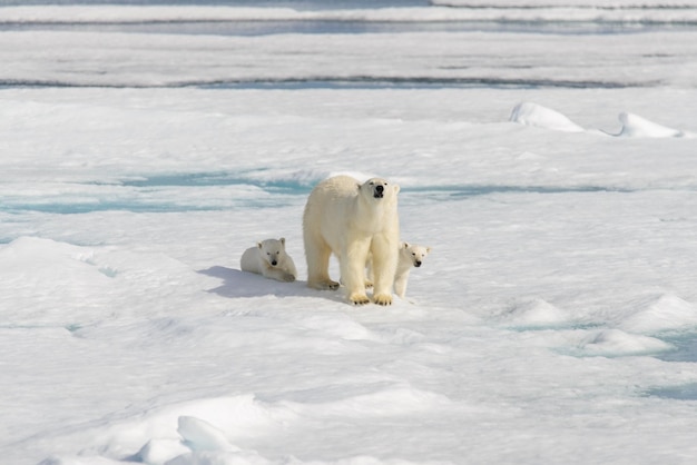 IJsbeermoeder Ursus maritimus en tweelingjongen op het pakijs ten noorden van Svalbard Arctic Norway