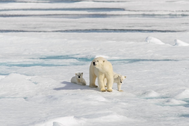 IJsbeermoeder Ursus maritimus en tweelingjongen op het pakijs ten noorden van Svalbard Arctic Norway