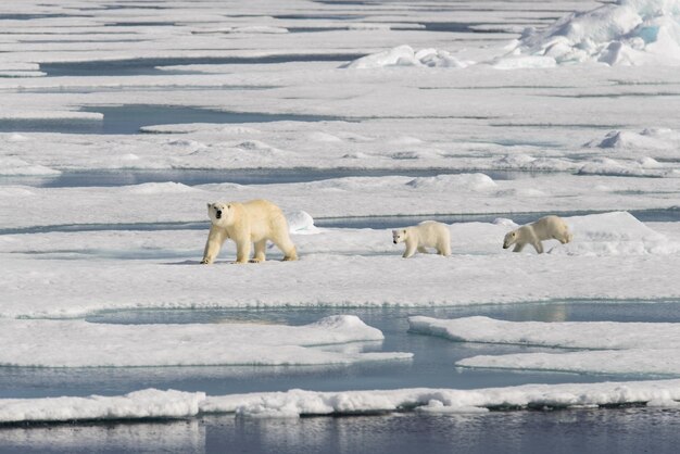 Foto ijsbeermoeder ursus maritimus en tweelingjongens op het roedelijs ten noorden van svalbard noordpoolgebied noorwegen