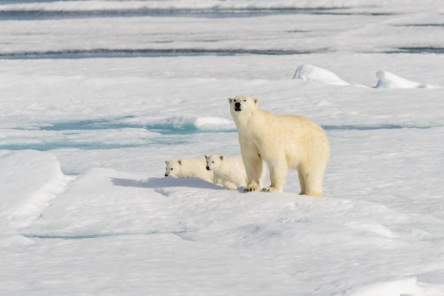 IJsbeermoeder (Ursus maritimus) en tweelingwelpen op het pakijs, ten noorden van Svalbard Arctic Norway