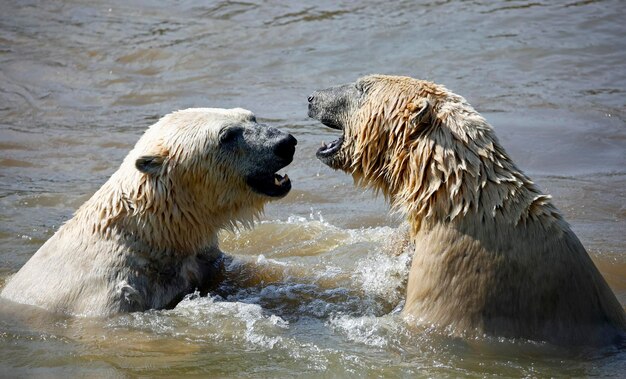 IJsberen vechten in een meer in een wildpark