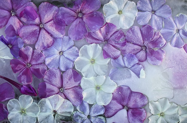 Ijsblokje met phlox witte en paarse bloemen close-up. Natuurlijke bevroren bloemenachtergrond.