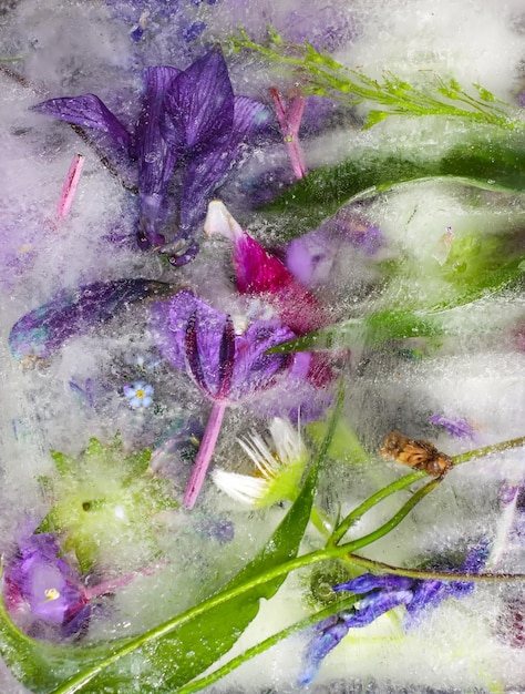 Foto ijsblokje met verschillende zomerbloemen op groen gras in de zomer.