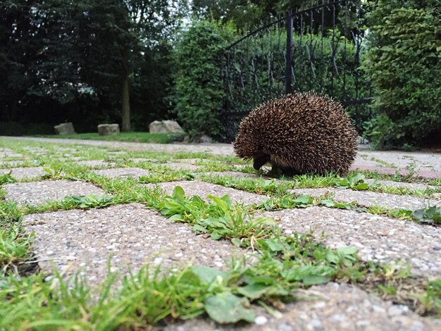 Foto ijsdier op de vloer in het park