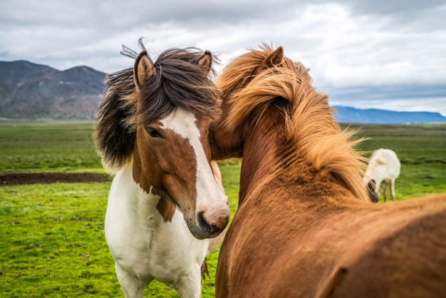 IJslands paard in de schilderachtige natuur van IJsland.