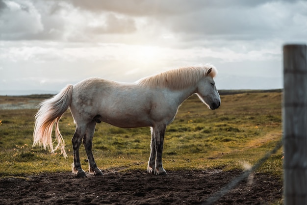 IJslands paard in de schilderachtige natuur van IJsland.