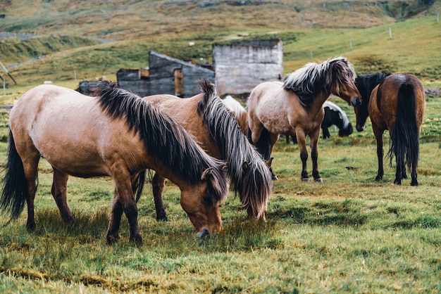 IJslands paard in de schilderachtige natuur van IJsland.