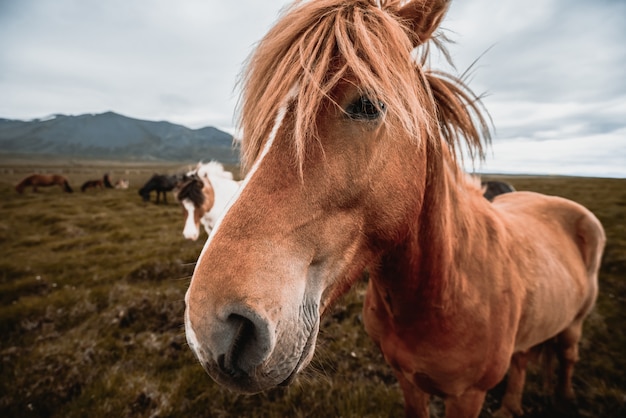 IJslands paard in de schilderachtige natuur van IJsland.