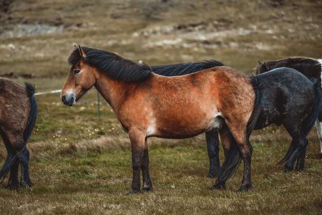 Ijslands paard in de schilderachtige natuur van ijsland.