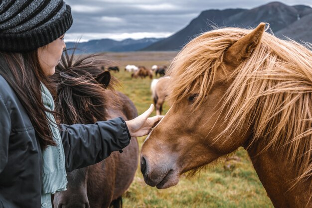 IJslands paard in de schilderachtige natuur van IJsland.