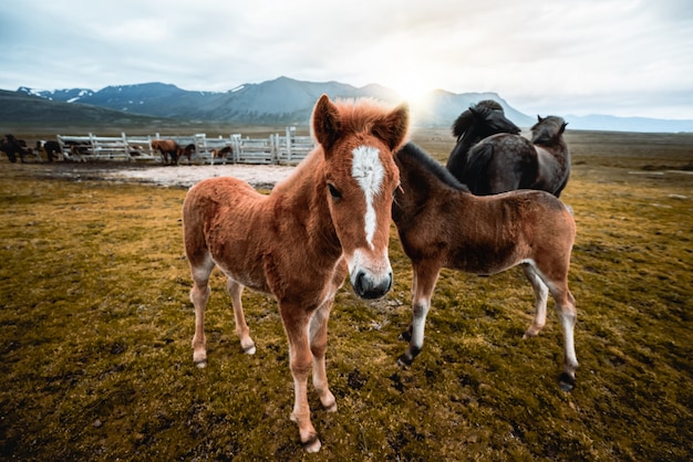 Ijslands paard in de schilderachtige natuur van ijsland.