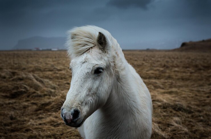 IJslands paard met een zware wintervacht