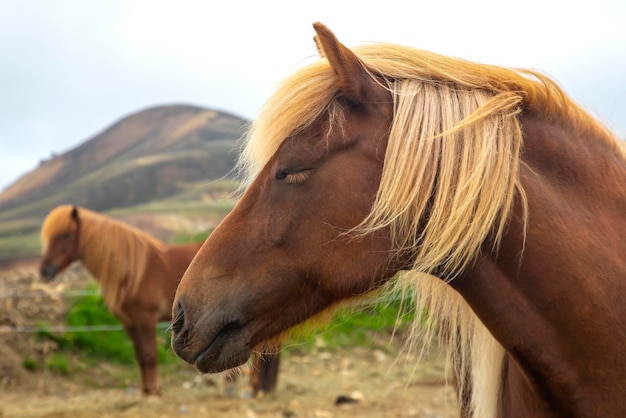 IJslands paard op de achtergrond van een bergachtig vulkanisch landschap IJsland toerisme en natuur