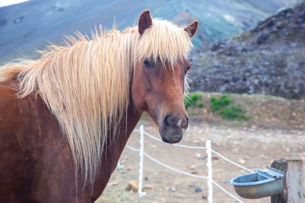 IJslands paard op de achtergrond van een bergachtig vulkanisch landschap IJsland toerisme en natuur