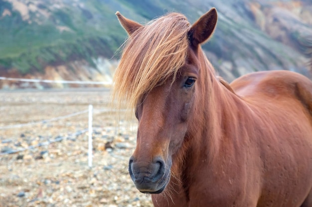 IJslands paard op de achtergrond van een bergachtig vulkanisch landschap IJsland toerisme en natuur