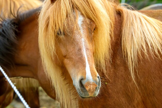 IJslands paard op de achtergrond van een bergachtig vulkanisch landschap IJsland toerisme en natuur